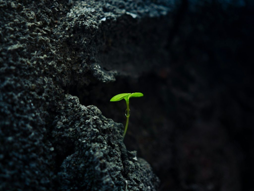 Small green sprout growing from dark rock.