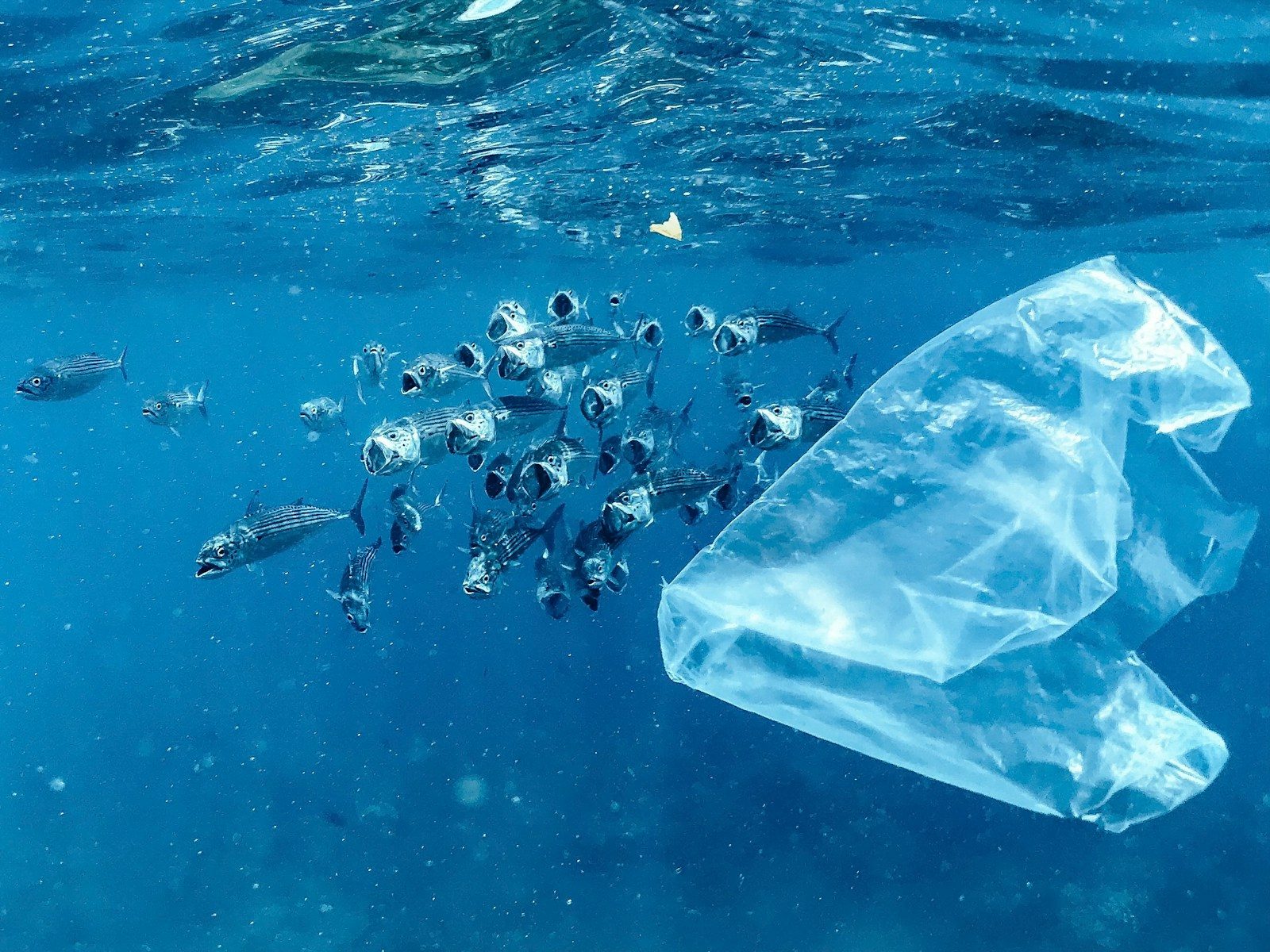 A plastic bag floating on top of a body of water