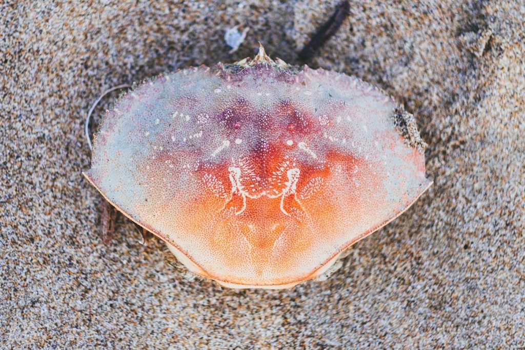 orange crab on brown sand
