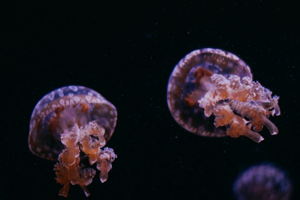 blue and white jellyfish on water