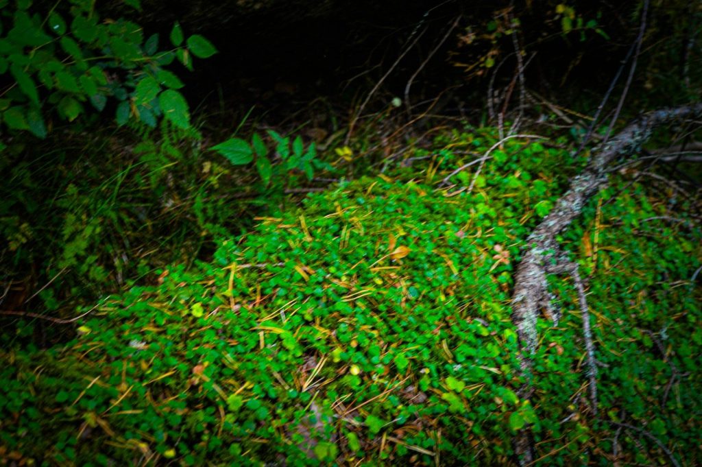 a red fire hydrant sitting on top of a lush green field
