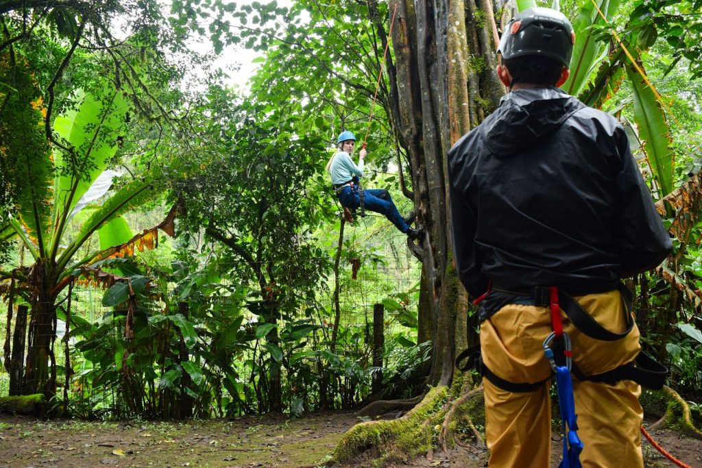 A person rappels down a tree in a forest.