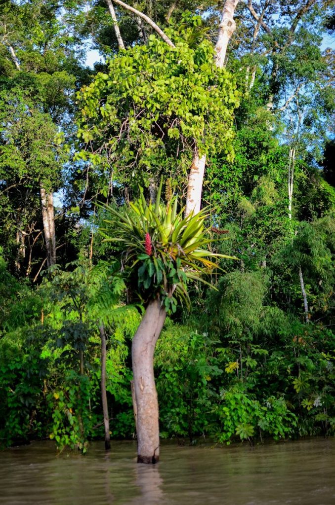 A tree with plants growing on it in a river.
