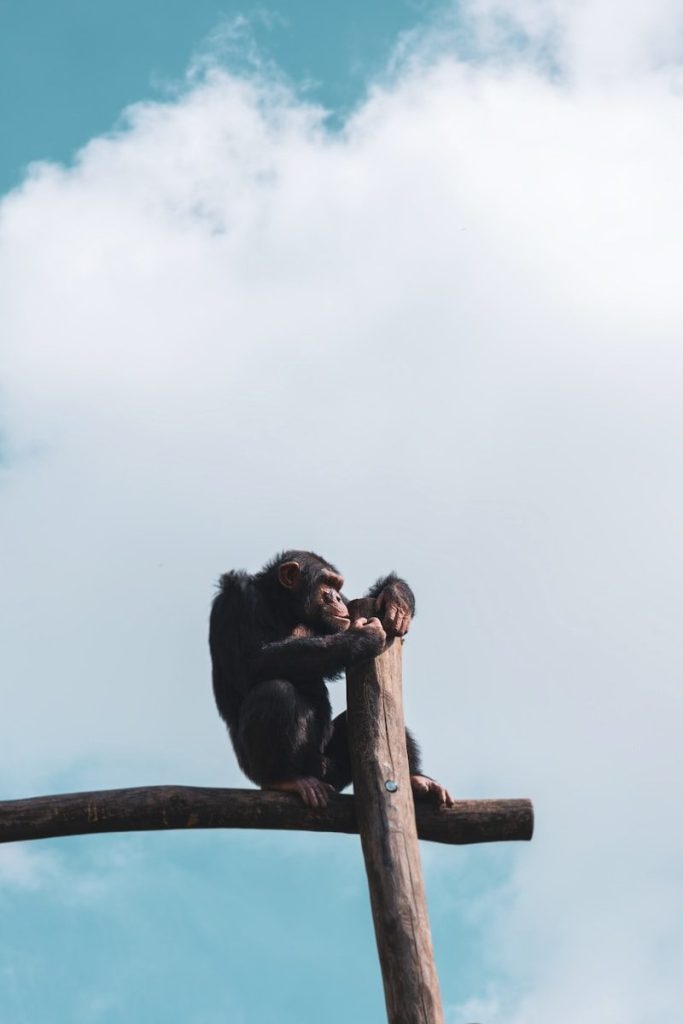 a monkey sitting on top of a wooden pole