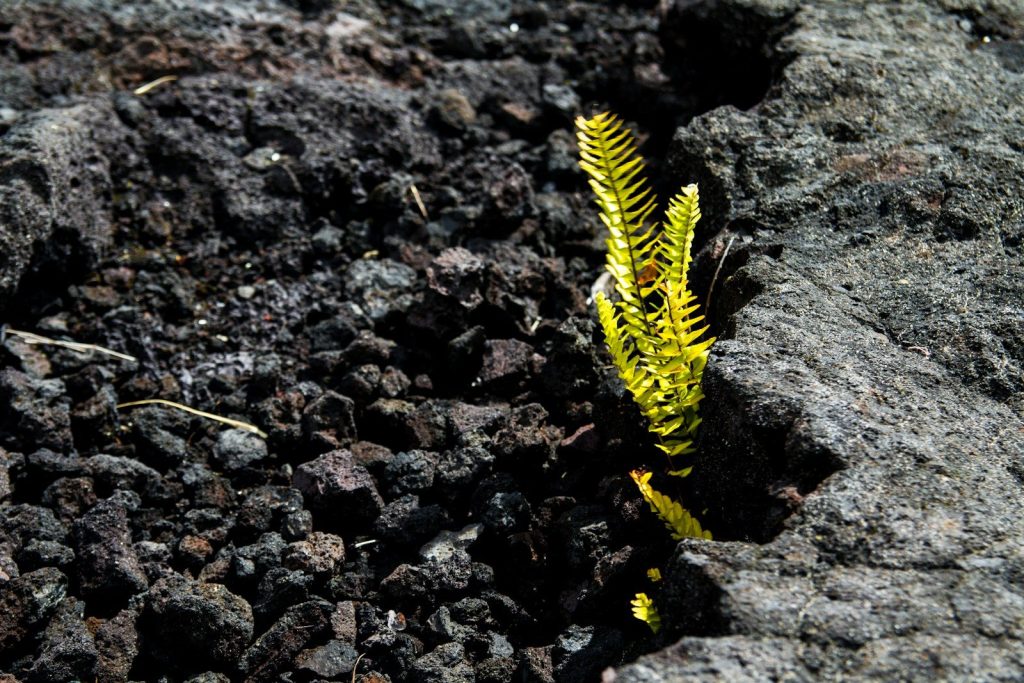yellow and black caterpillar on brown rocky ground