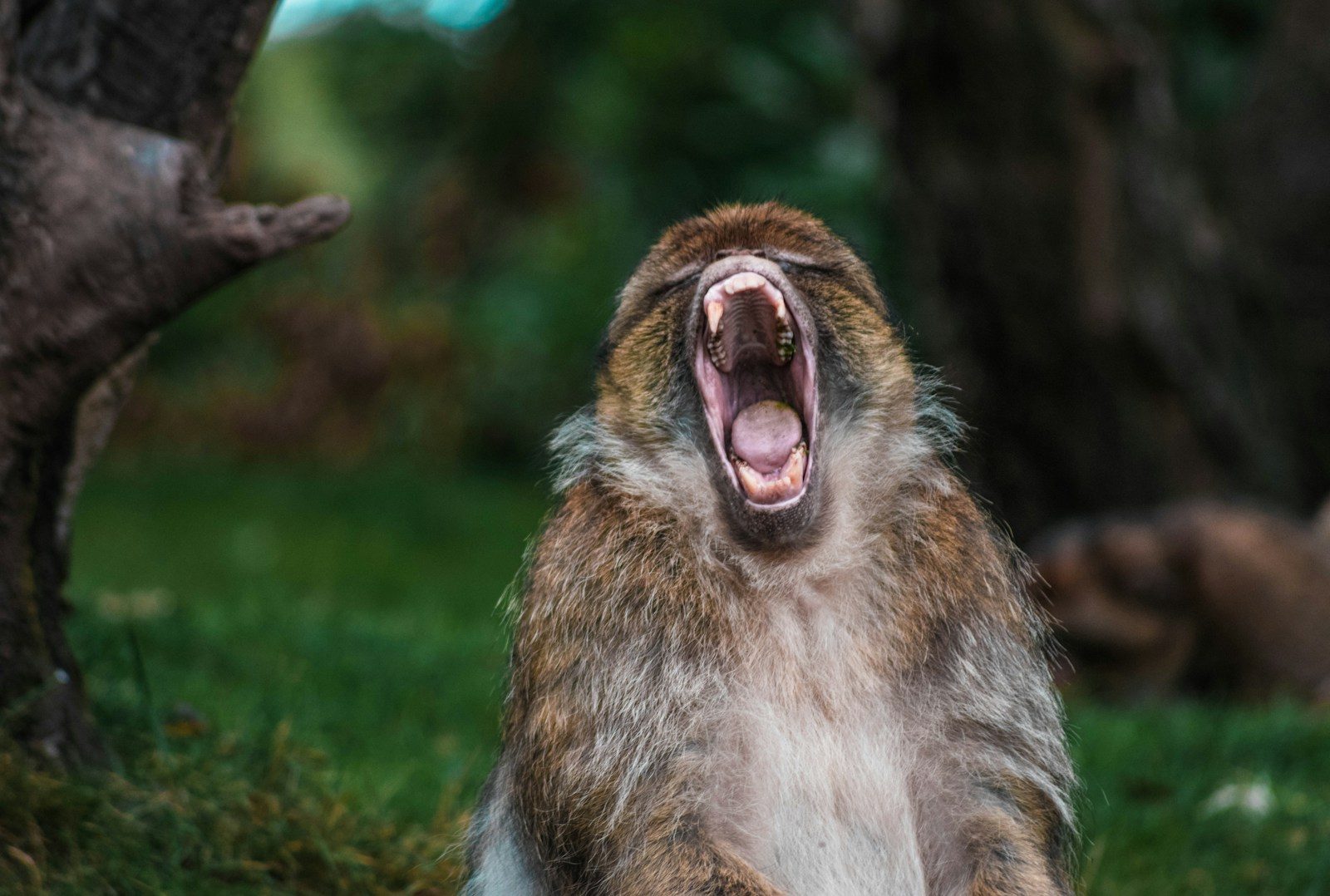 The Surprising Physics Behind Extremely Loud Animals