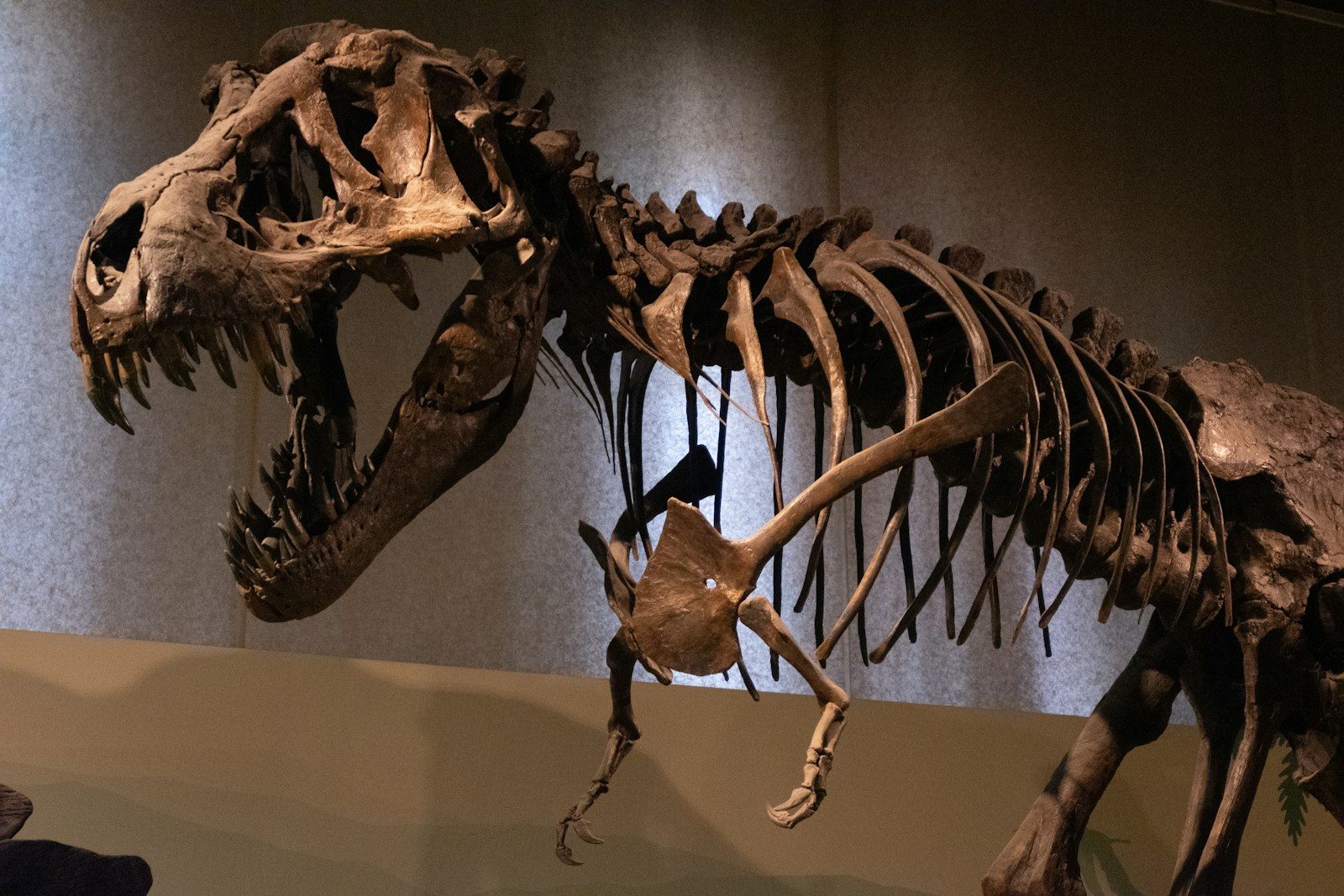 The Real Reason Tyrannosaurus Rex Had Tiny Arms