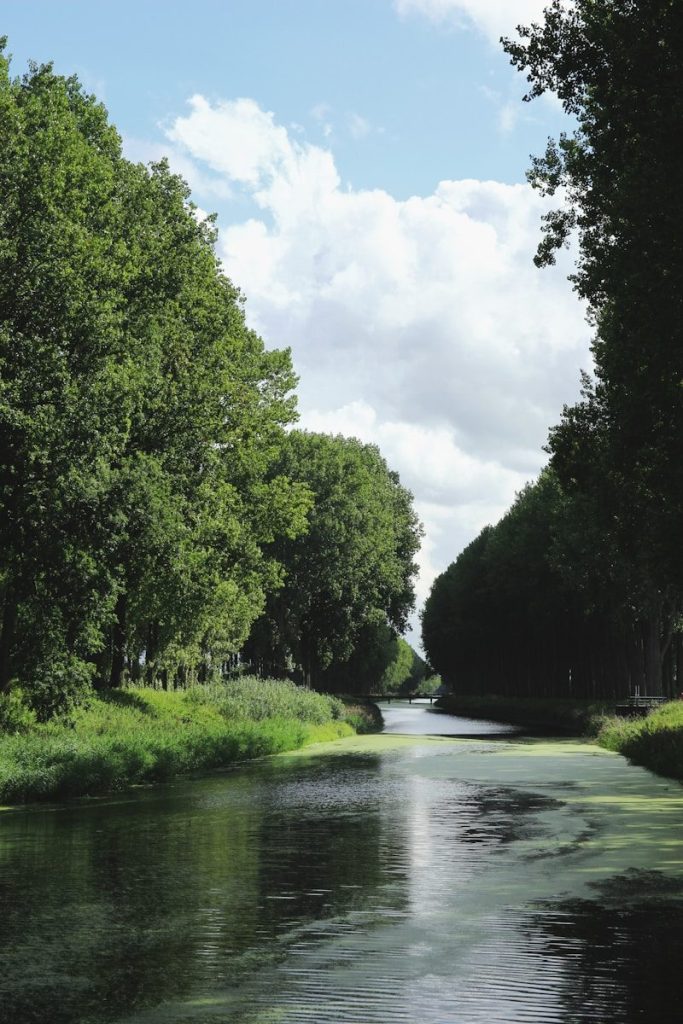 river between trees