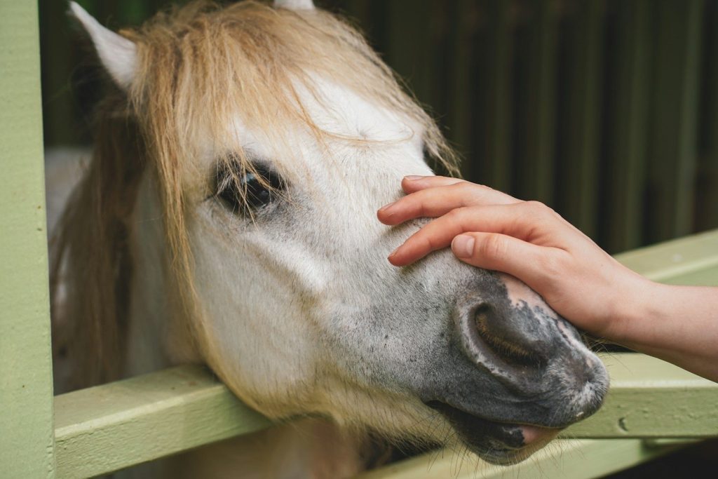 person touching white horse head