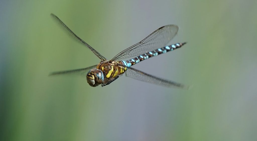 blue and brown dragonfly on green leaf