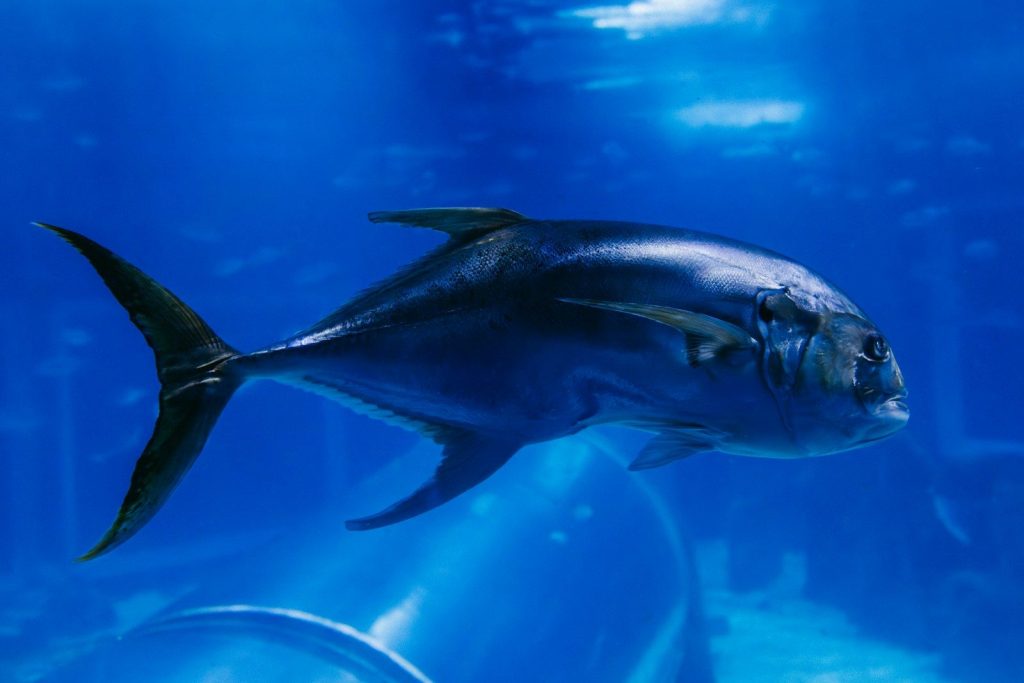 A large fish swims in clear blue water