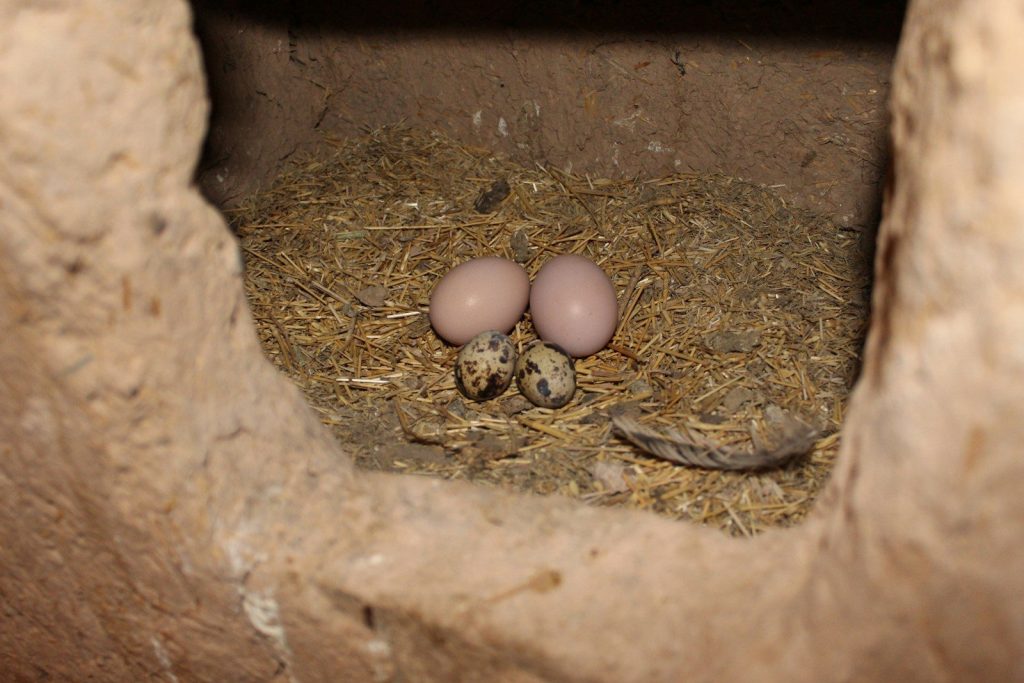 Two large and two small eggs in a nest.