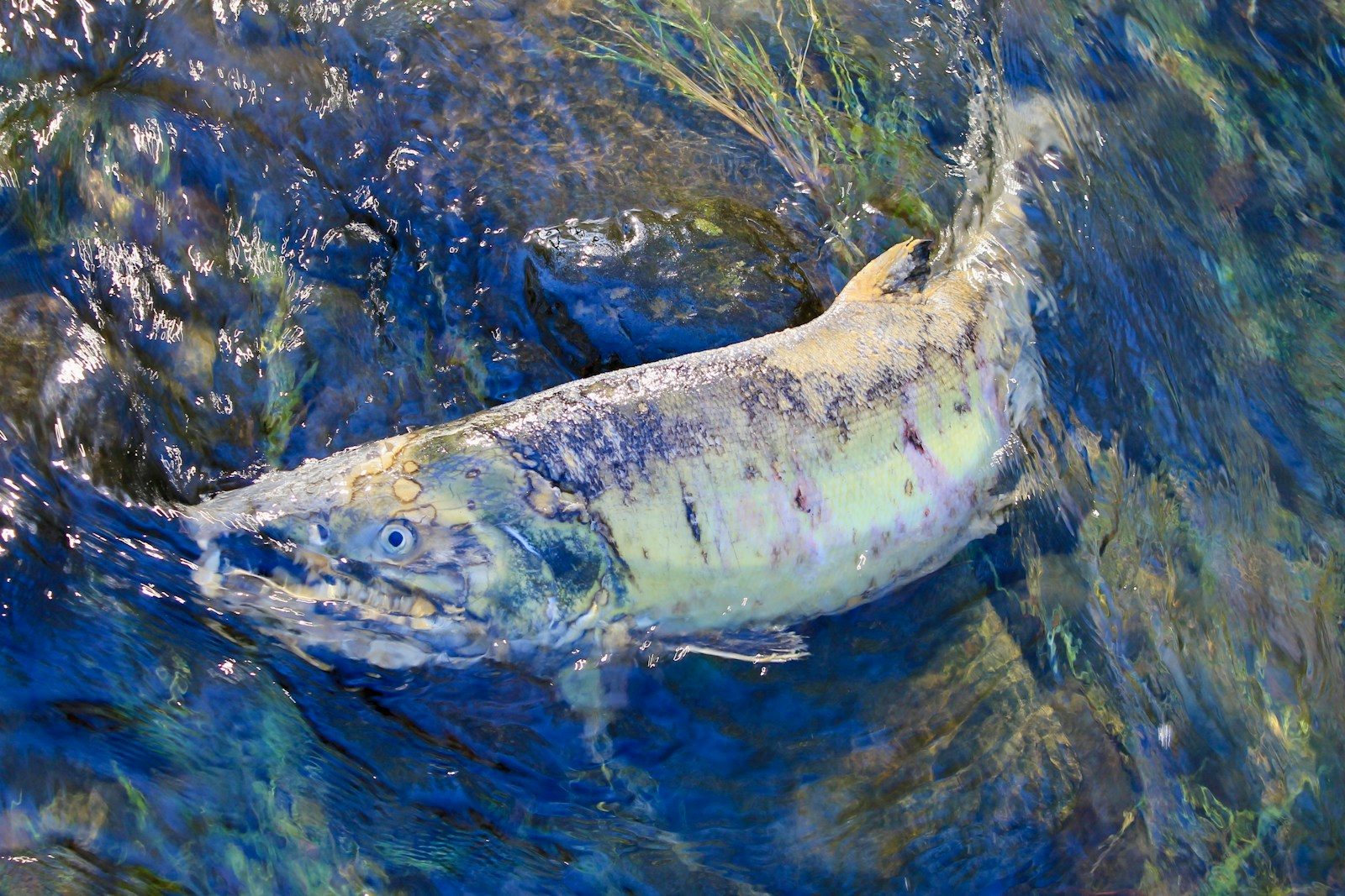 a fish that is swimming in some water
