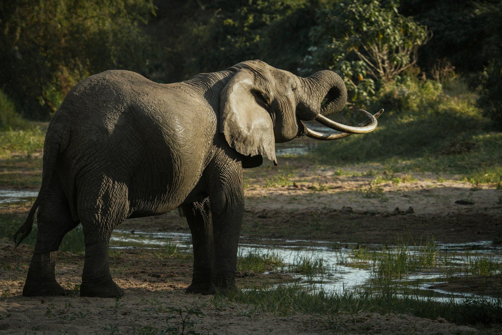How Carved Mammoth Tusks Are Rewriting Human Language