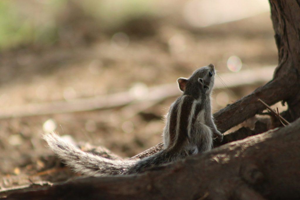 A squirrel sitting on the ground next to a tree