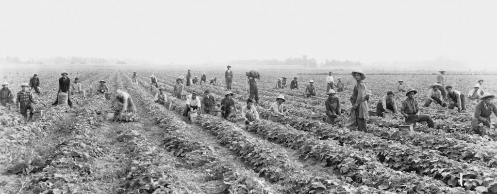 Workers harvesting crops in a vast field.