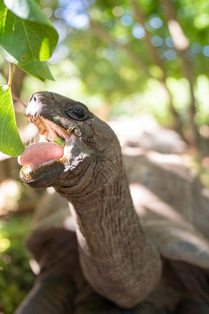 A tortoise eating a leaf with its mouth open