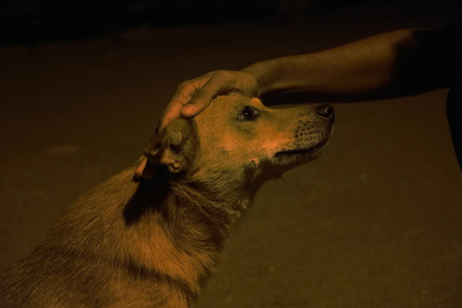How Wild Beasts Hacked The Human Brain