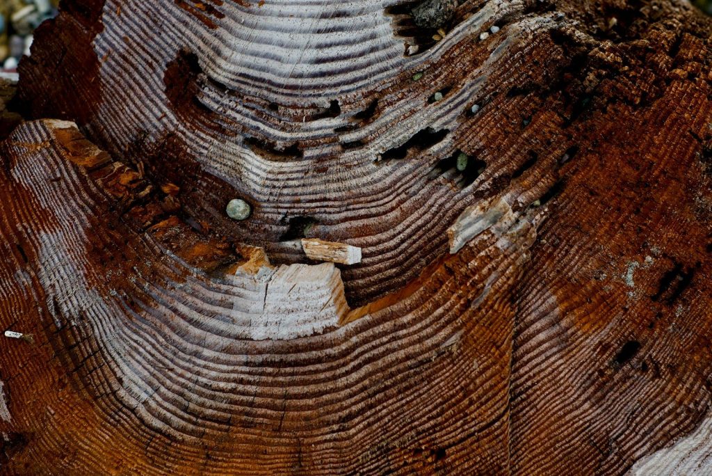 a close up view of a tree trunk