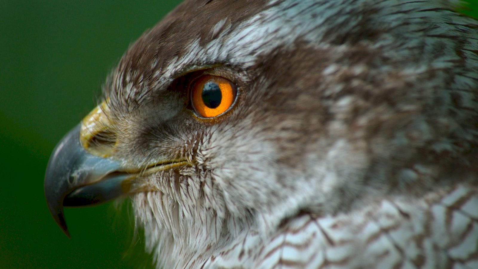 The Bizarre Hidden Superpowers Of Everyday Animals