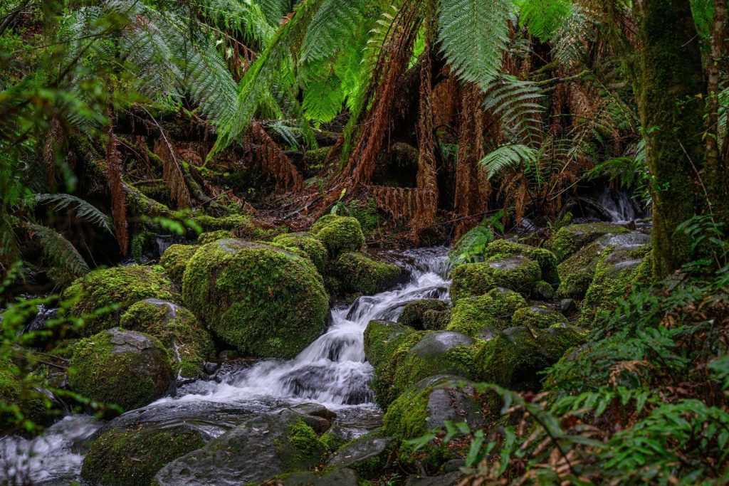 Water cascades over mossy rocks in a vibrant green forest.