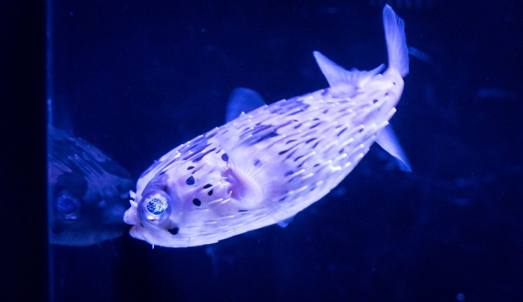 fluffy fish beside glass panel