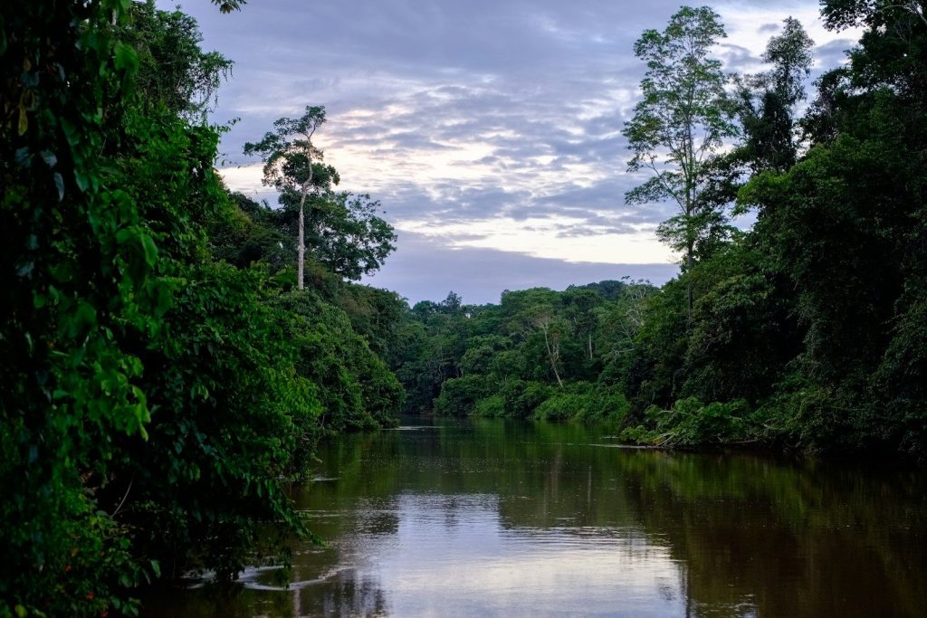 a body of water surrounded by lush green trees