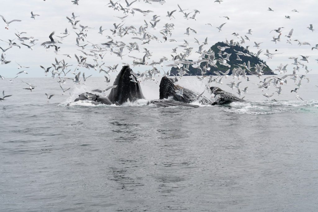 Whales feeding with a flurry of soaring birds.