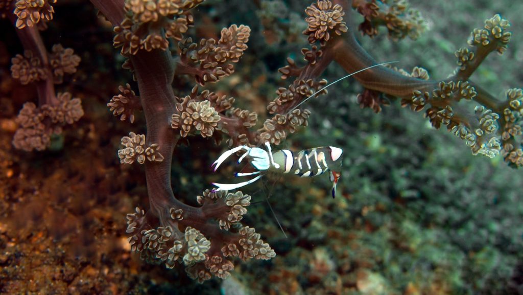 a sea anemone is swimming in the water