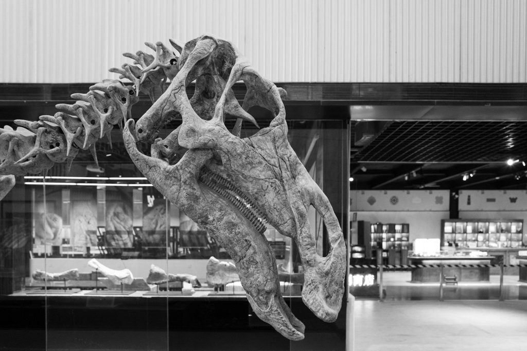 Dinosaur skeleton skull in a museum display