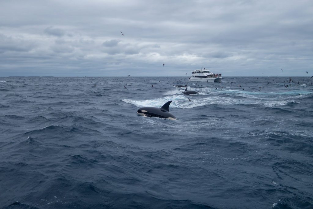 An orca breaches in choppy ocean near a distant boat.