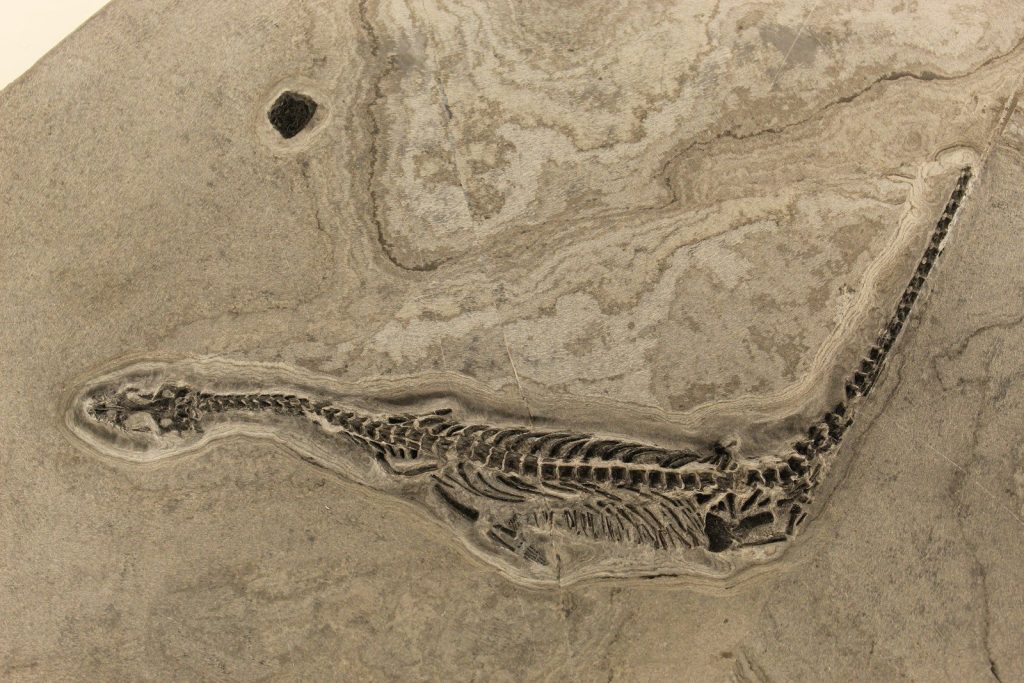 Ancient reptile fossil embedded in light-colored rock.