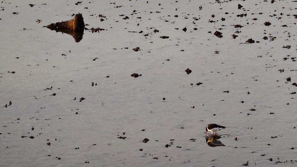 A small bird swims in muddy water