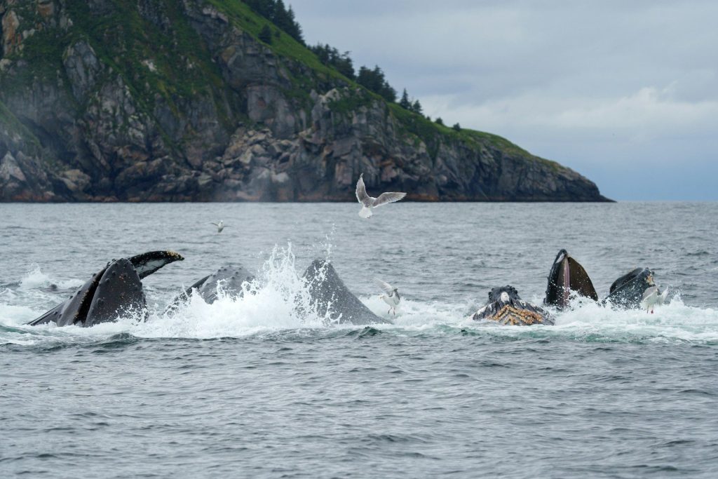 A group of humpbacks swimming in the ocean