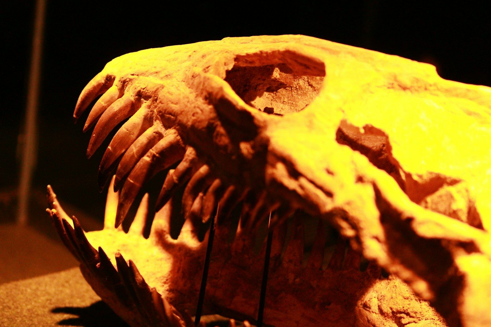 The Terrifying Monsters That Ruled Earth Before Dinosaurs