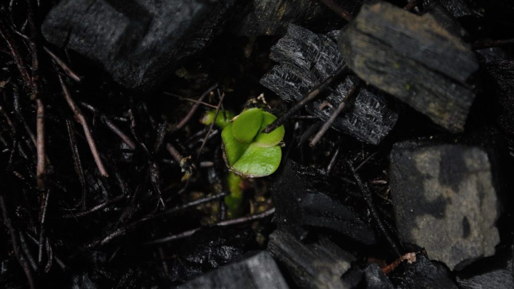 a small green plant sprouts out of a pile of wood