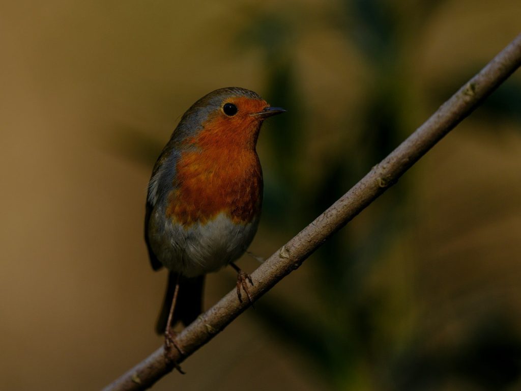 A european robin sits on a branch.