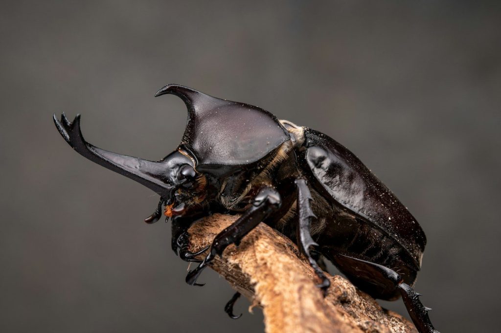 a close up of a beetle on a branch