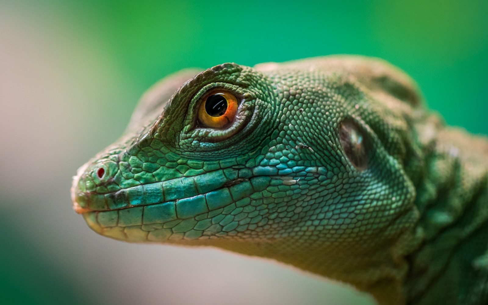 The Hidden Dinosaur Features Surviving In Modern Animals