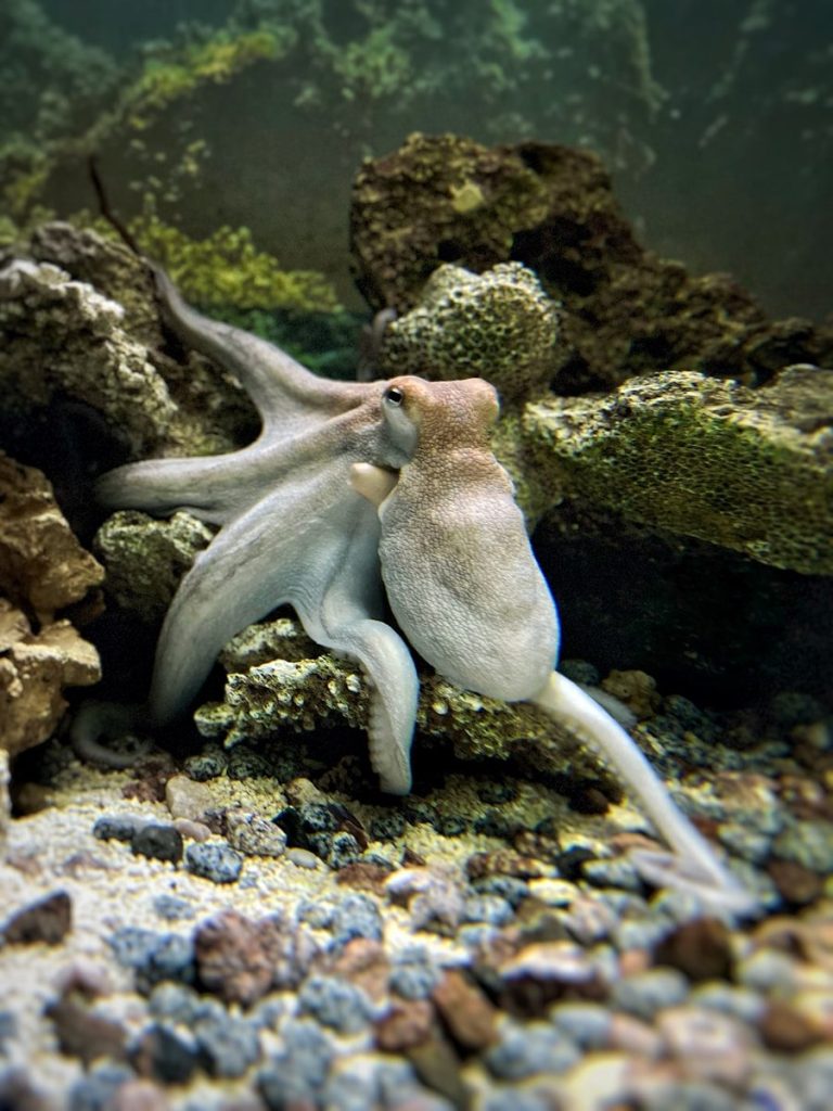 Two octopuses interacting amongst rocks and sand.