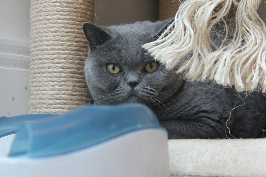 russian blue cat on white textile