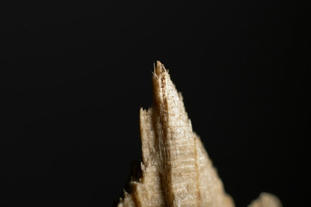 a close-up of a tree trunk