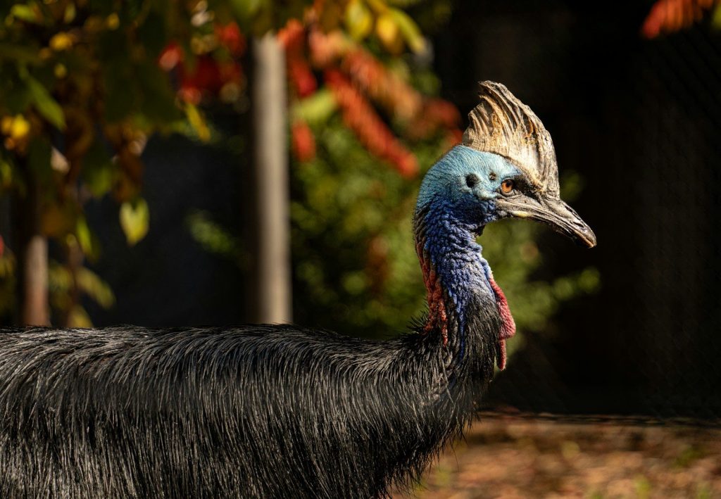 A cassowary bird with a blue head and neck
