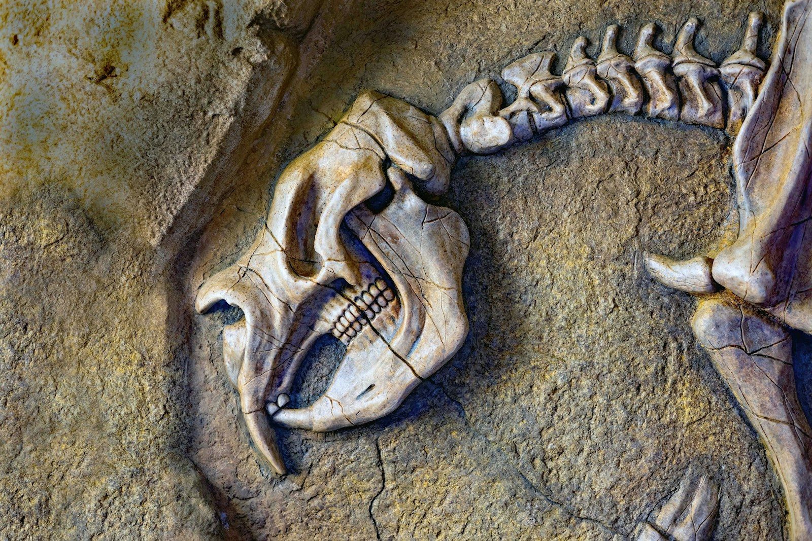 The Rare Armor-Plated Dinosaur Discovered In Thailand