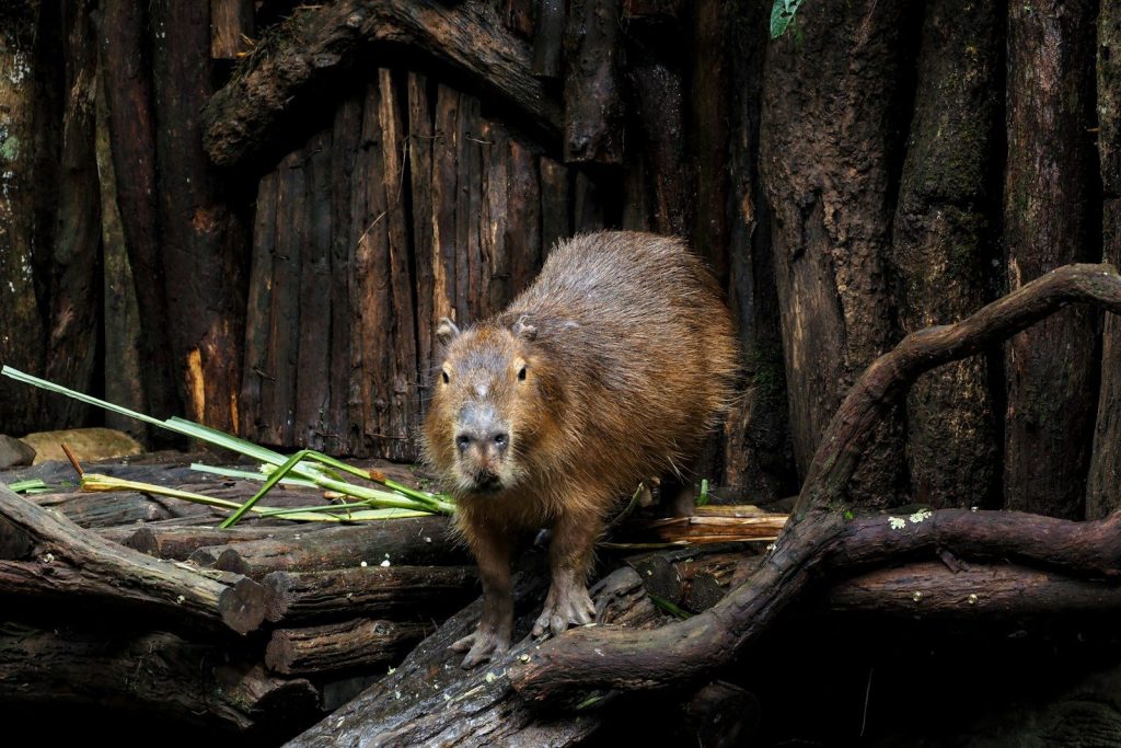 A capybara stands on a log in a forest setting.