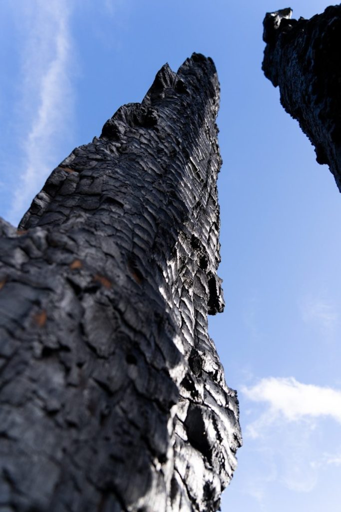 Charred tree trunks against a blue sky