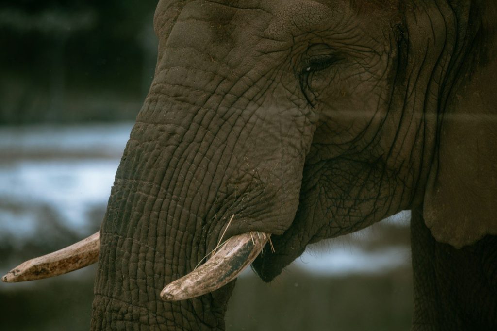 a close up of an elephant with tusks