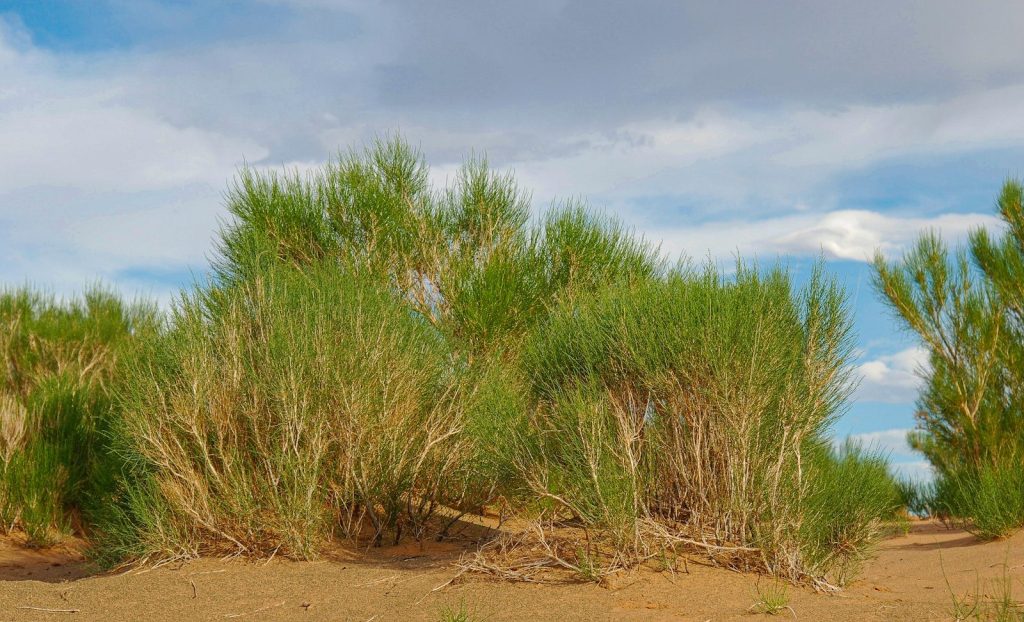 green grass on brown sand under blue sky during daytime