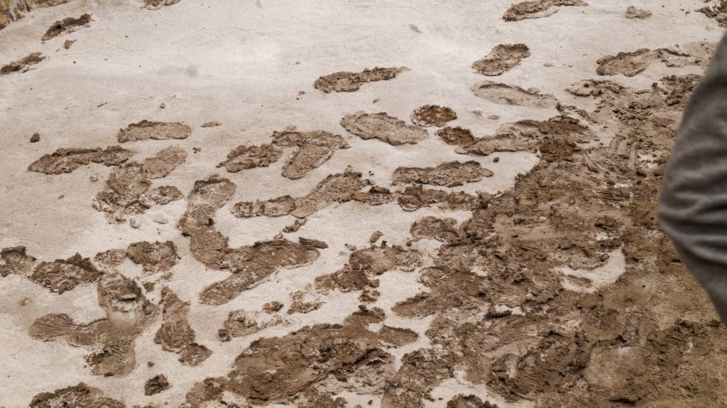 a person standing in the dirt with a dog paw prints on it