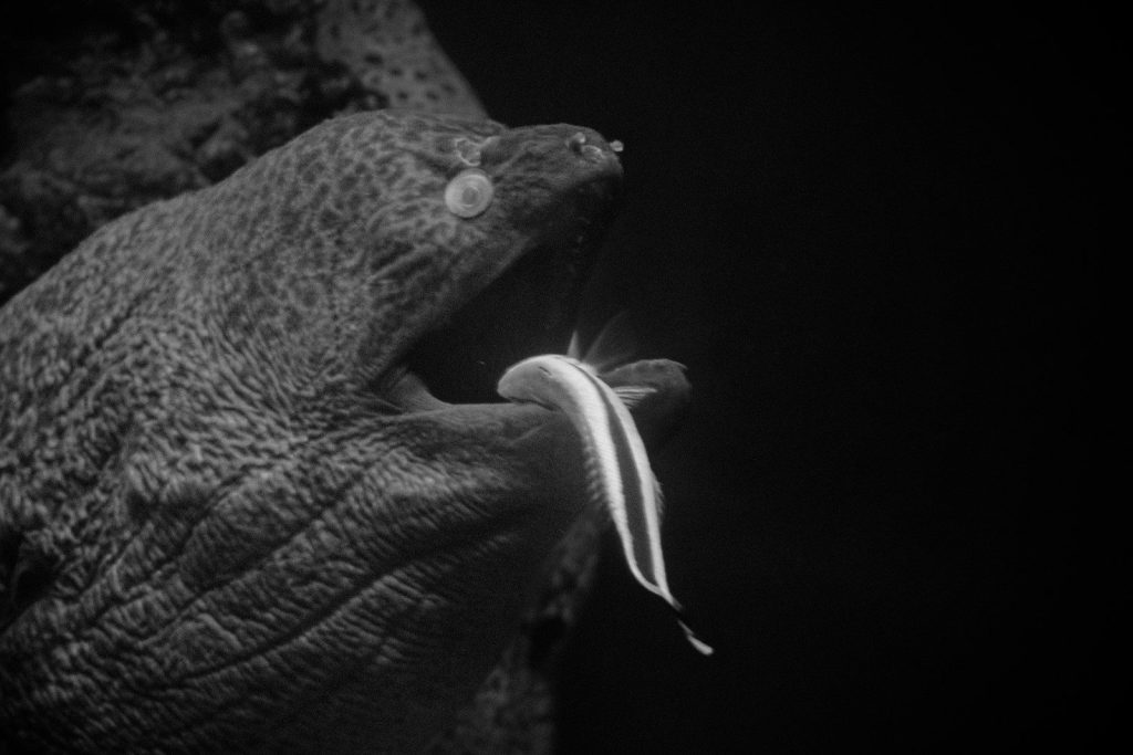 a black and white photo of an animal with its mouth open